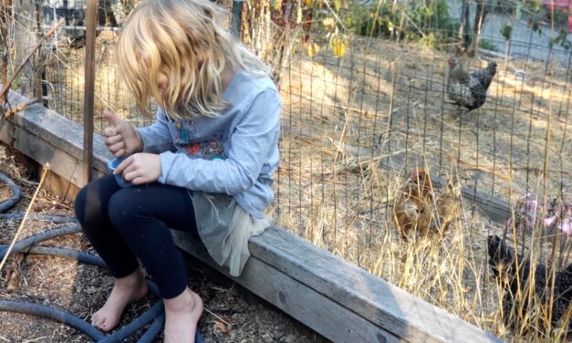 North Bay Towns Embrace Drought Gardens