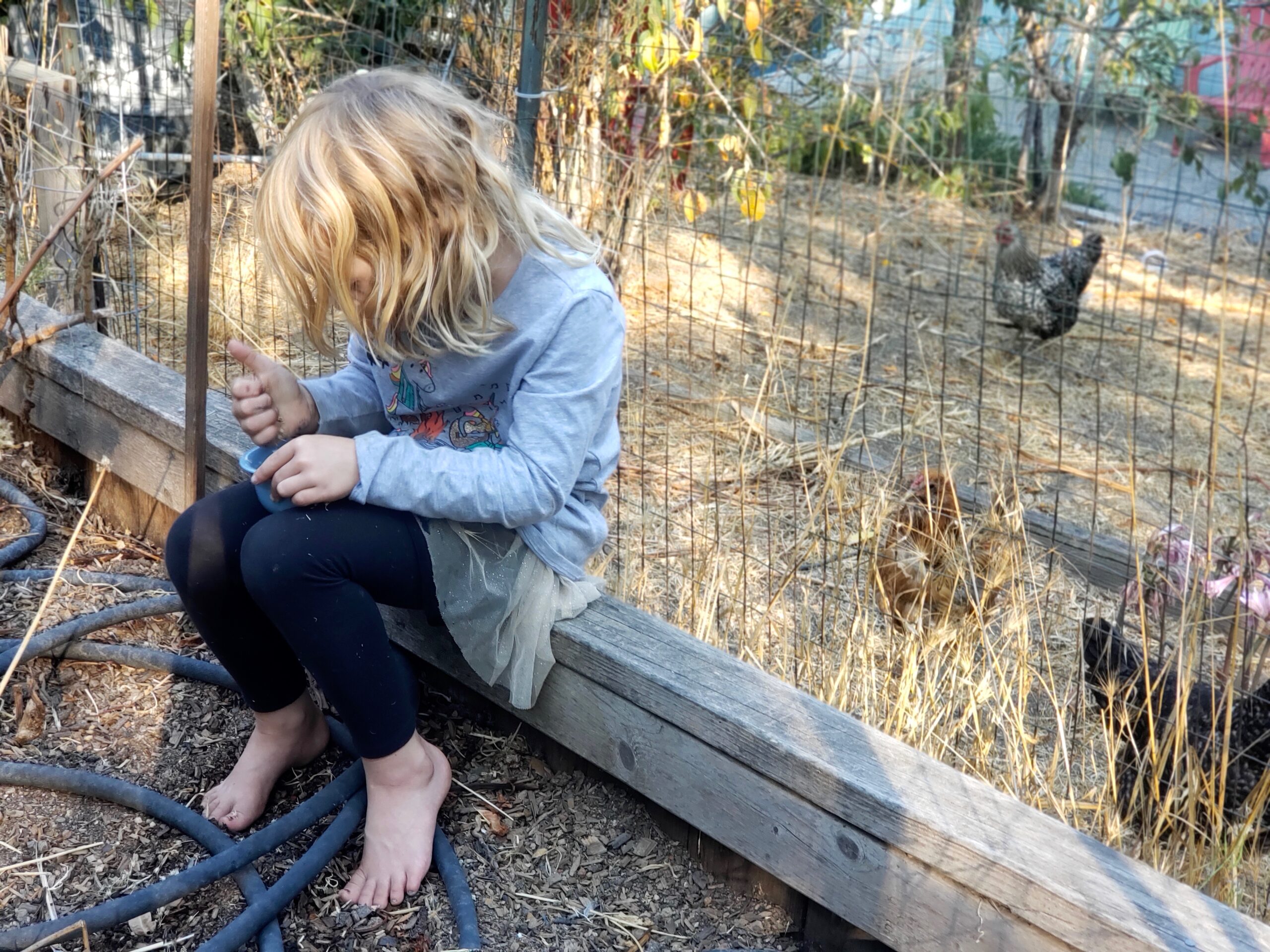 Chicks of both the human and feathered variety harvest seeds from drought-fallowed veggie beds. Photo: Jacoba Charles.