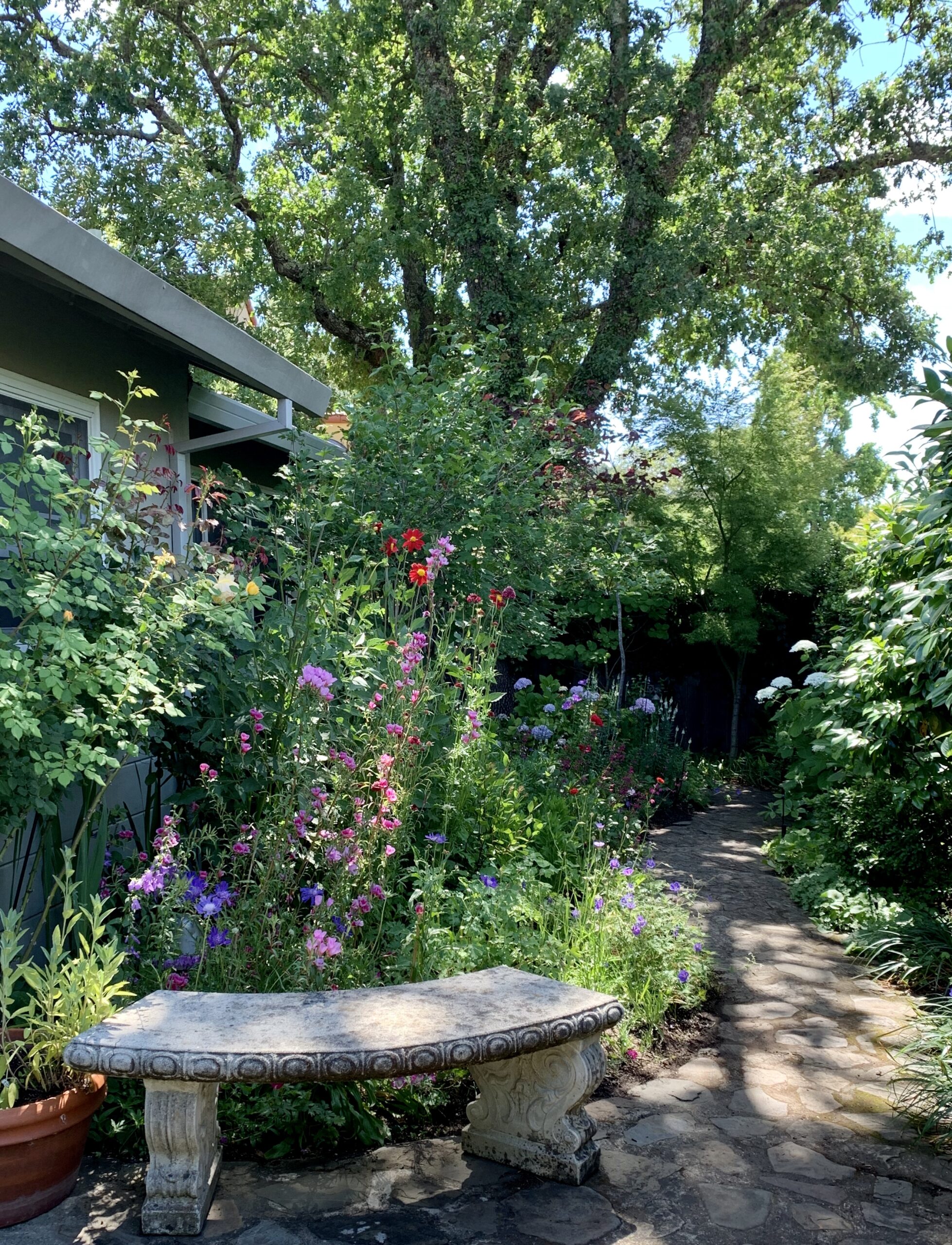 Summer garden in San Anselmo, with water in 2020 and without in 2021. Photo: Robin Brandes