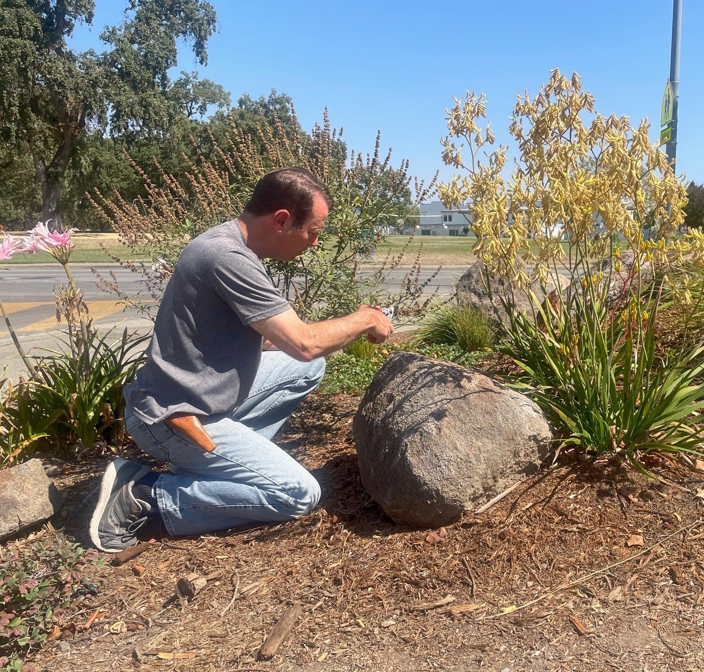 Newly planted low-water use front yard, for which drip irrigation through summer has never exceeded one day a week (40 minutes), with some supplemental hand watering from buckets full of household warm up or rinse water. Photo: Paul Piazza