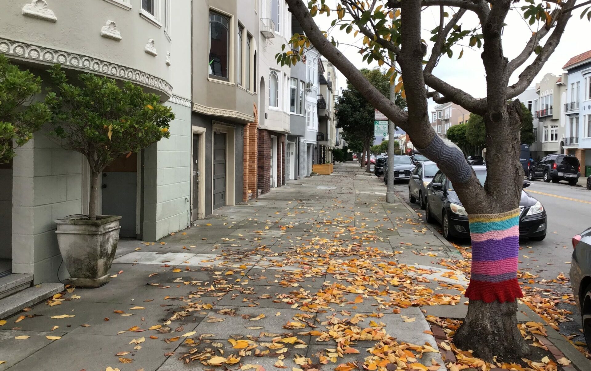 Tree-cozy and branch-mitten warm a street tree thanks to neighbors in the Marina District of San Francisco. Photo: Ariel Rubissow Okamoto