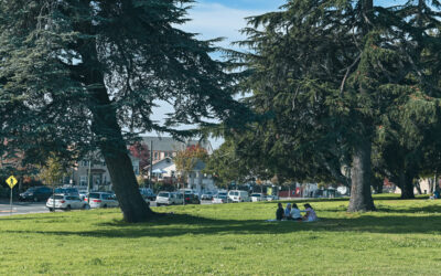 Trees Tell A Tale of Two Cities