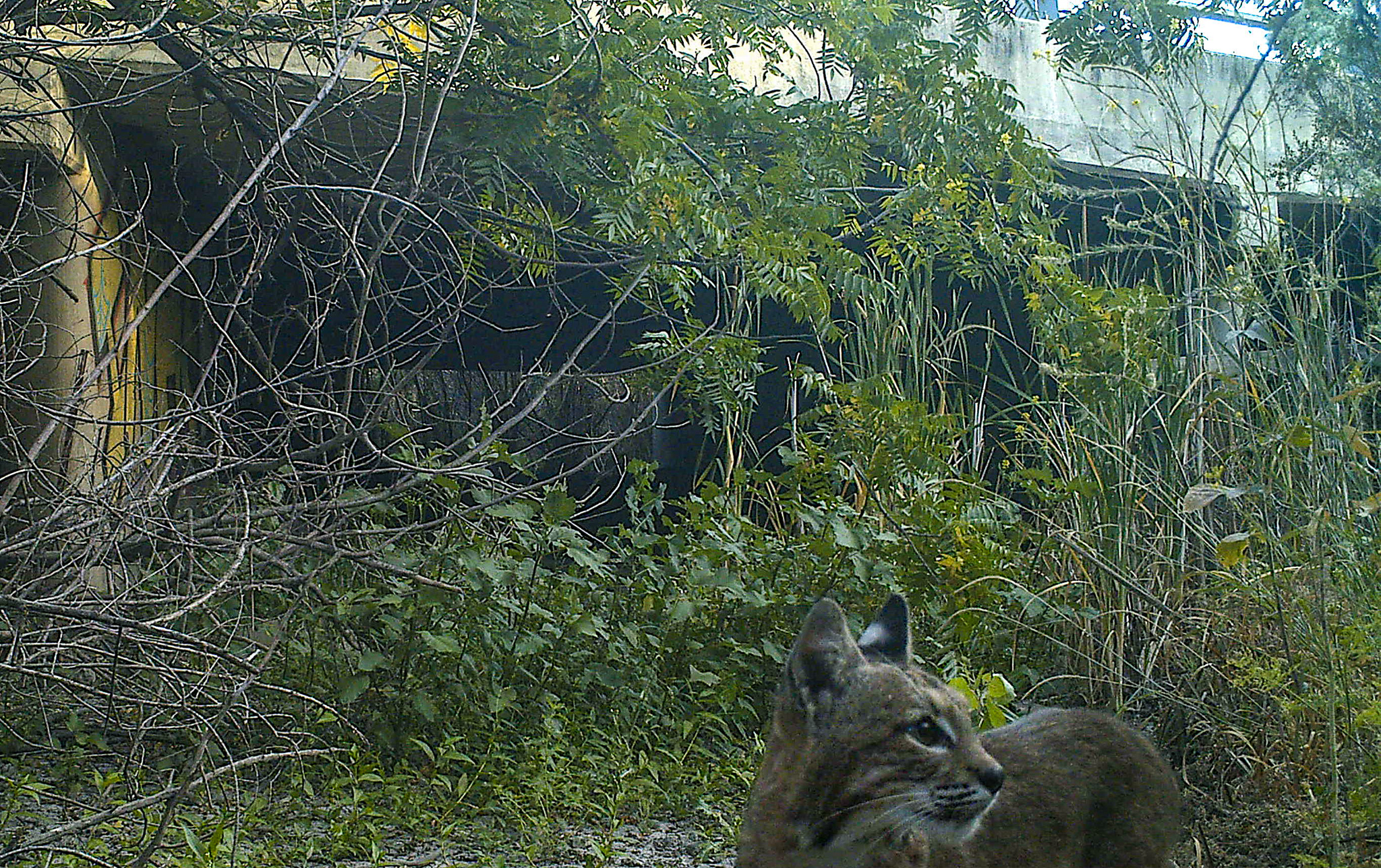 Bobcat finds a way under Bailey Bridge in Santa Clara County.