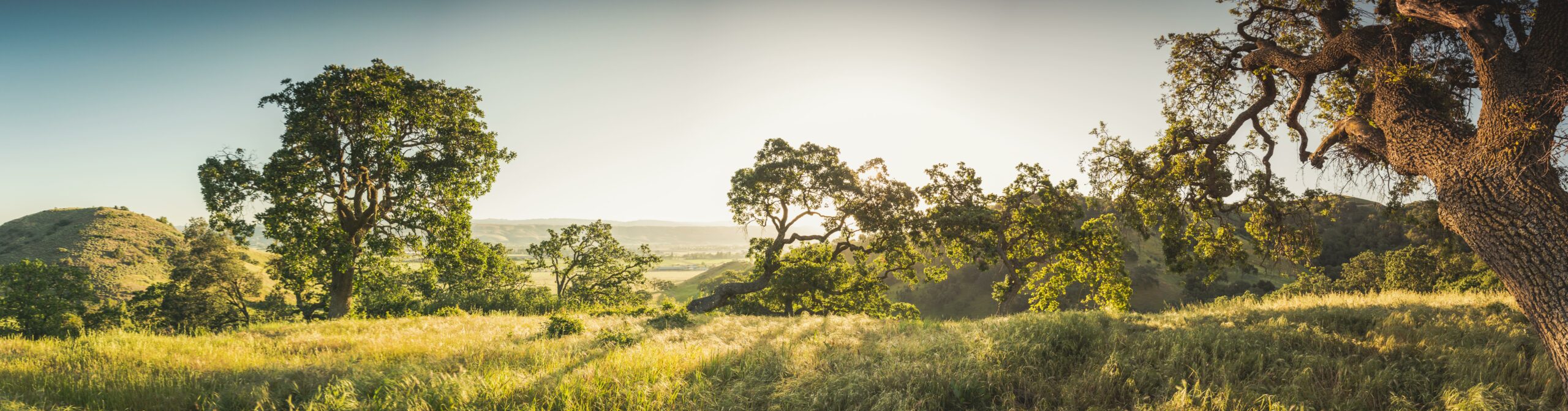 Local agencies recently set aside significant acreage in Santa Clara County's Coyote Valley, a critical wildlife corridor under immense development pressure from urbanized San Jose.