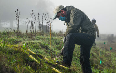 Planting the Edgy Bits of Giant Marsh