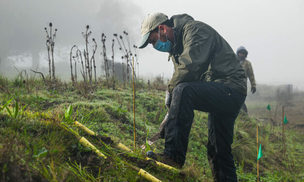 Planting the Edgy Bits of Giant Marsh