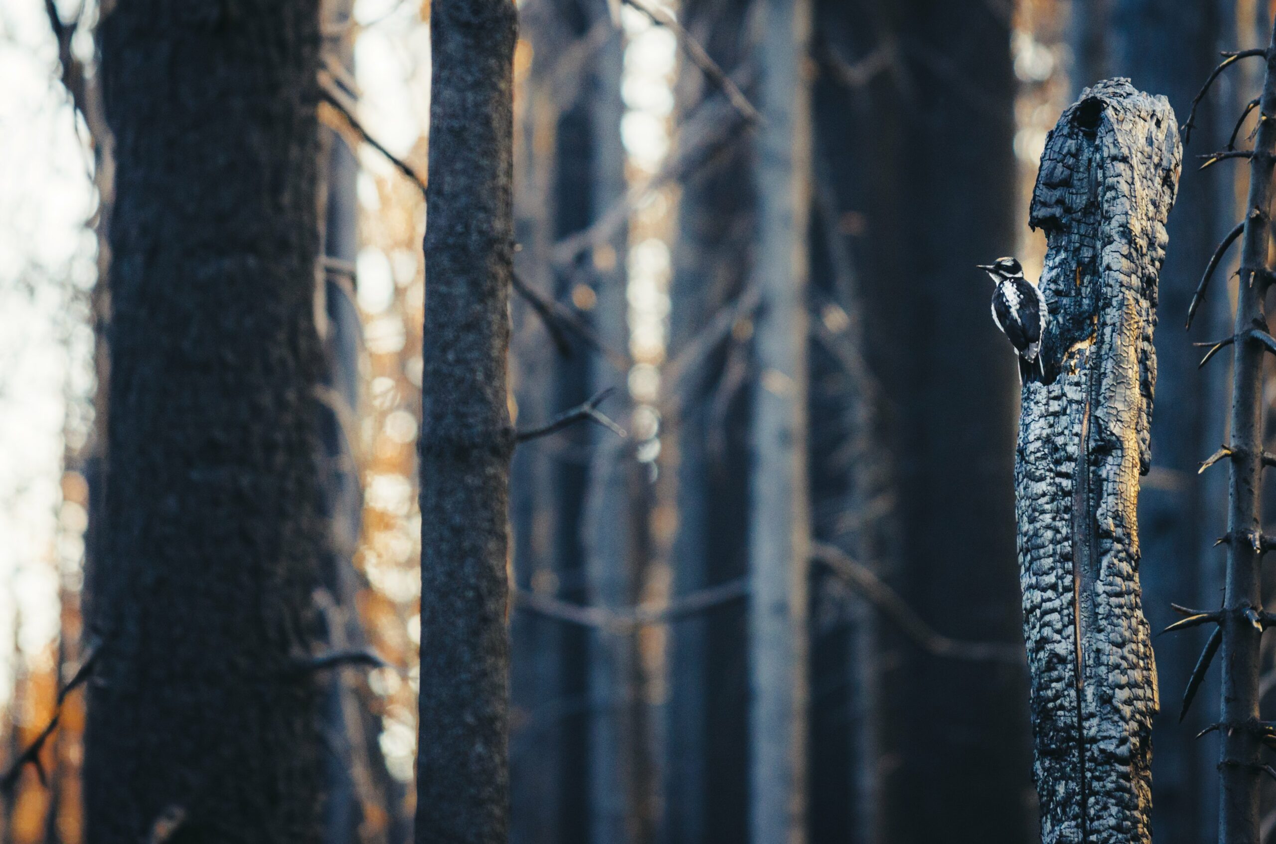 Hairy woodpecker after Sierra Rim Fire. Photo: Ken Etzel.