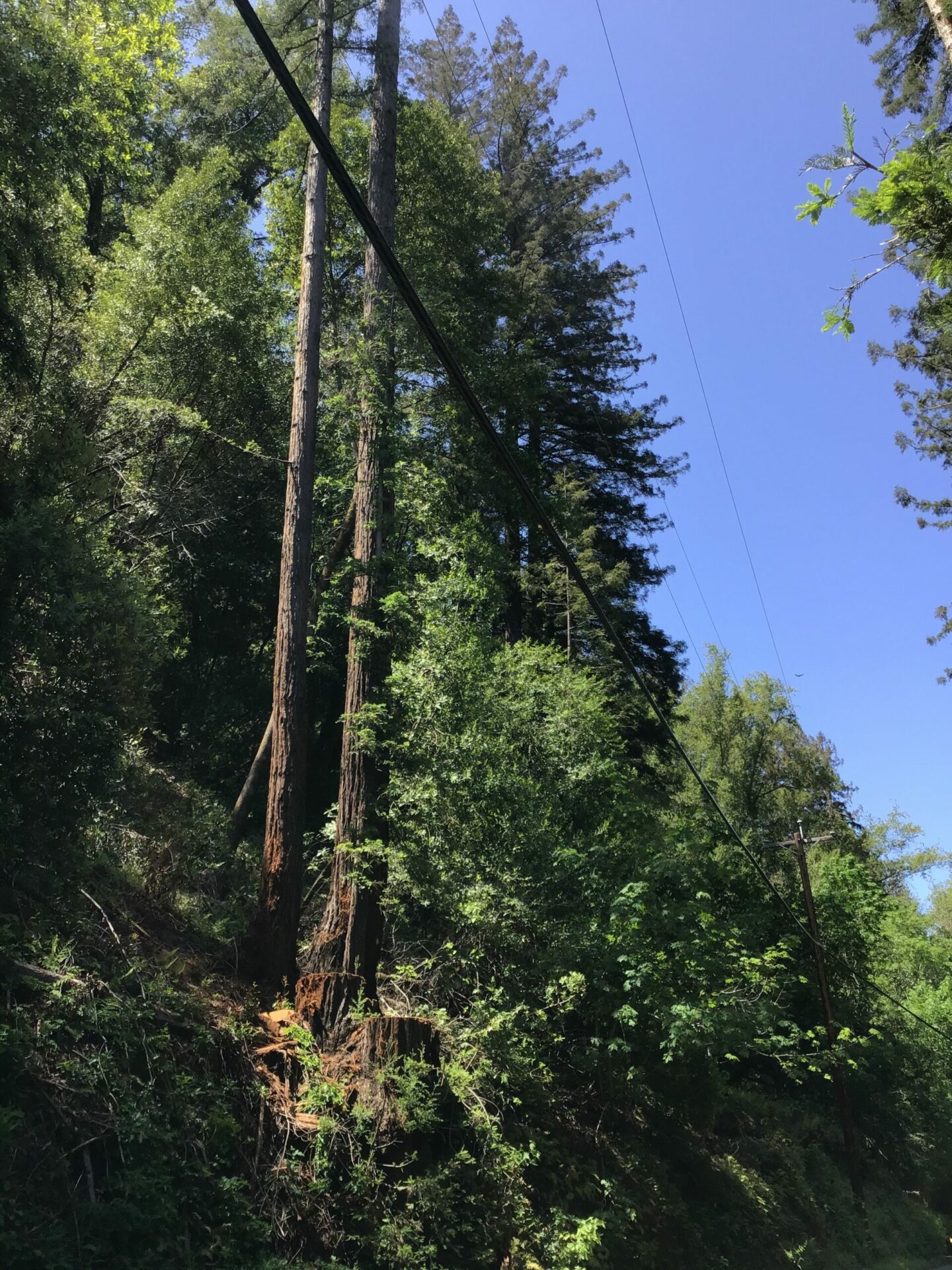 Redwood grovelet reduced by half in Napa County.