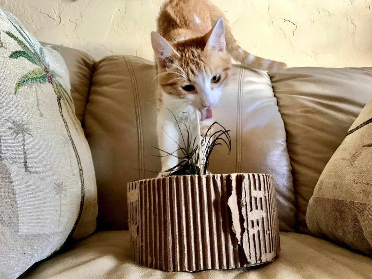 Photo: Cheeto with cat scratcher made of recycled cardboard.