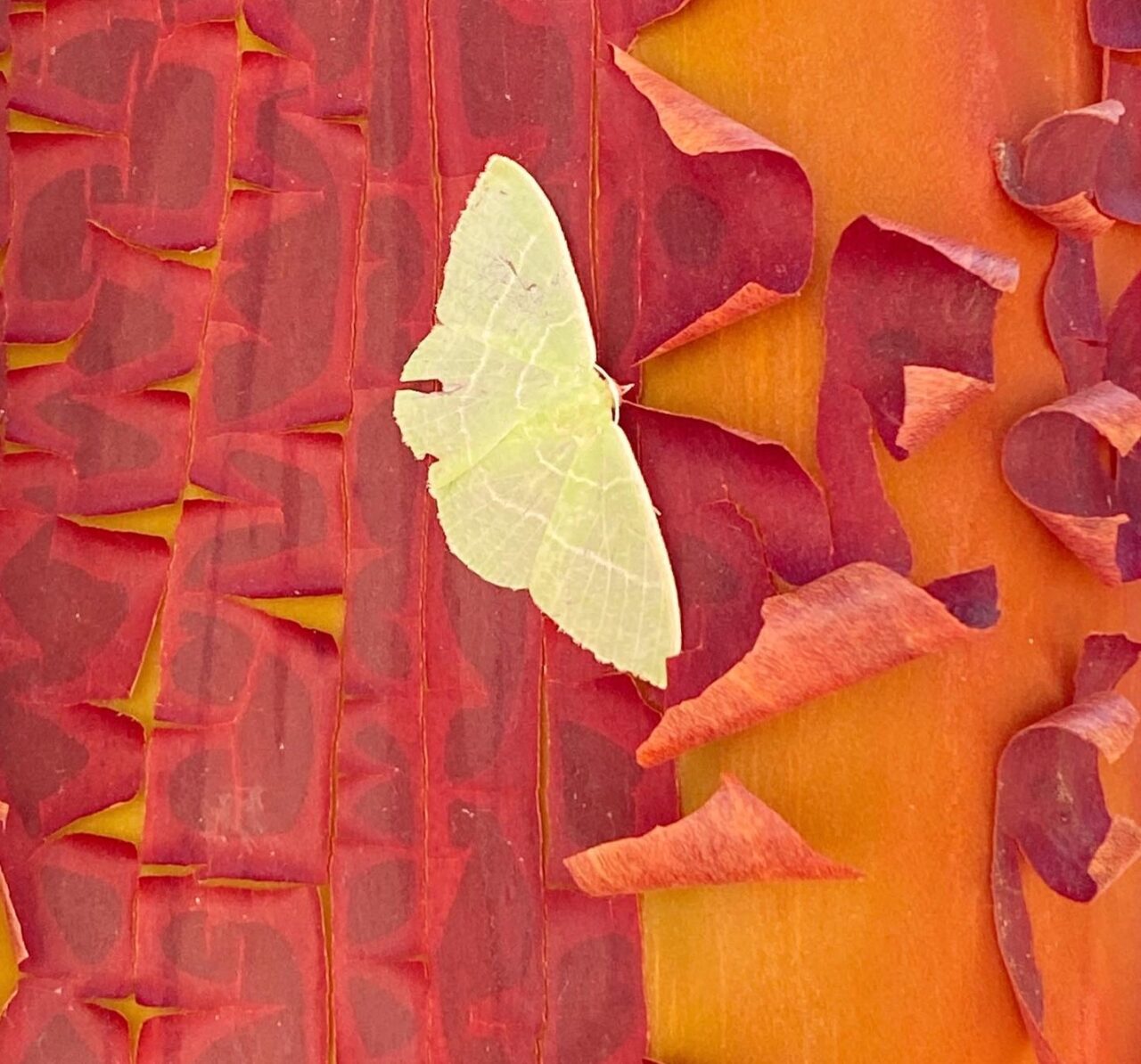 moth on manzanita bark photo