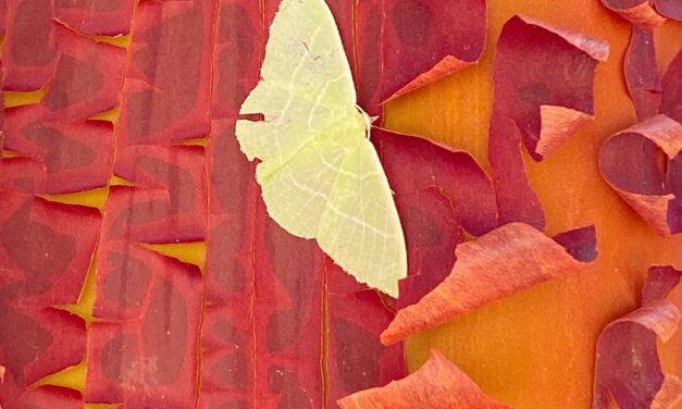 Moth on Bark