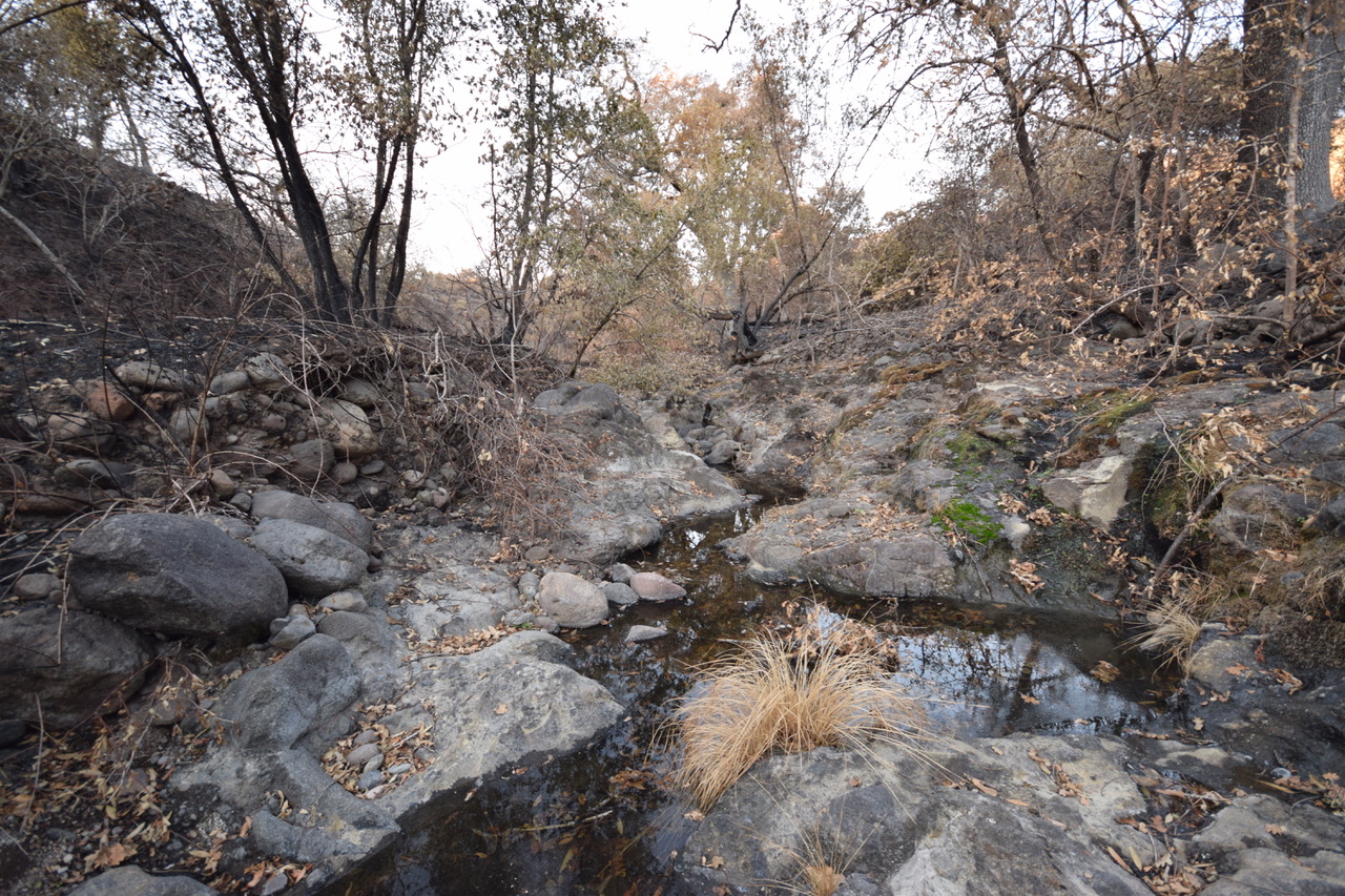 creek after a burn by Amber Manfree