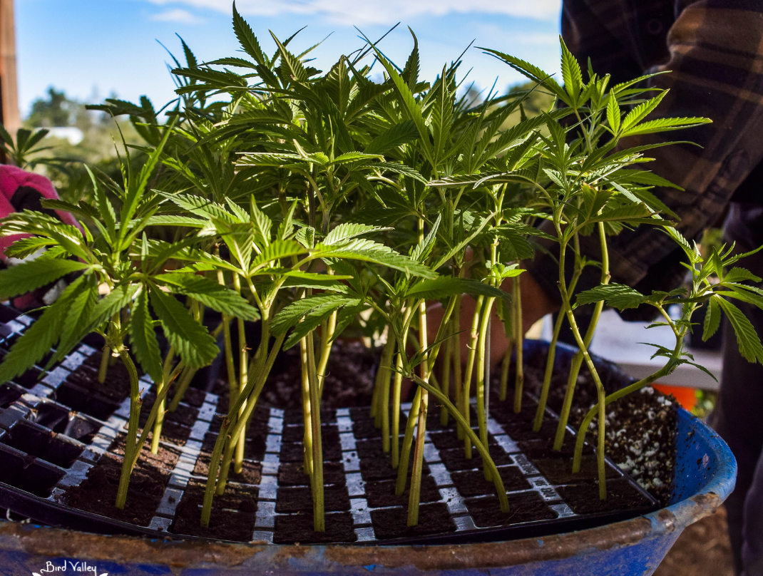 Cannabis seedlings.