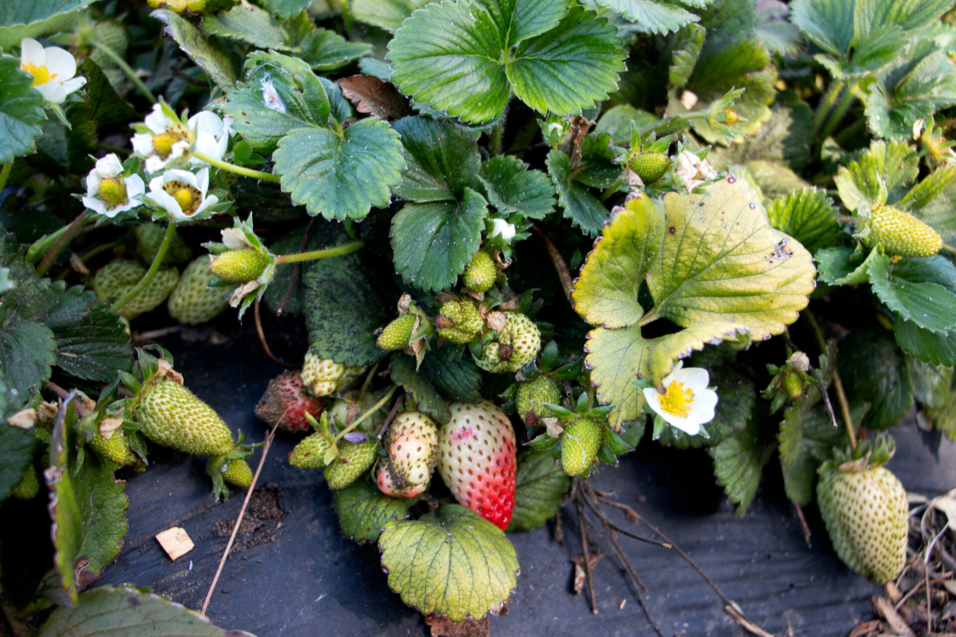 The strawberry crop ripens. Photo: Kate Raphael.