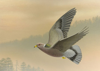  Postage stamp of band-tailed pigeon. Art: Clement Guzman.