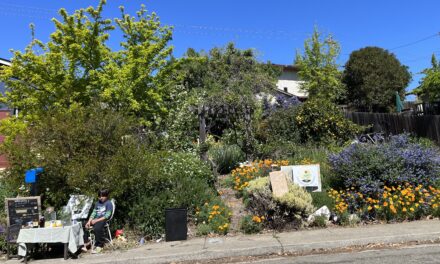 Food Forests Green Solano