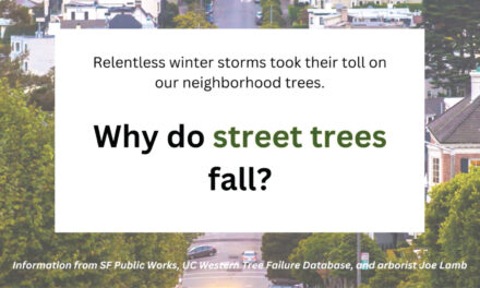 Why do Street Trees Fall?