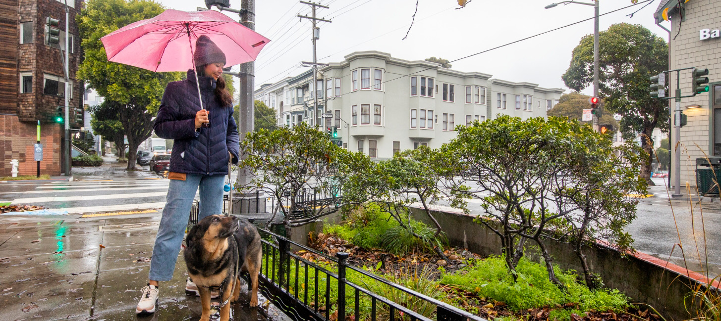 Rain gardens in San Francisco corridor that help manage 1.2 million gallons of stormwater each year. Photo: SFPUC.