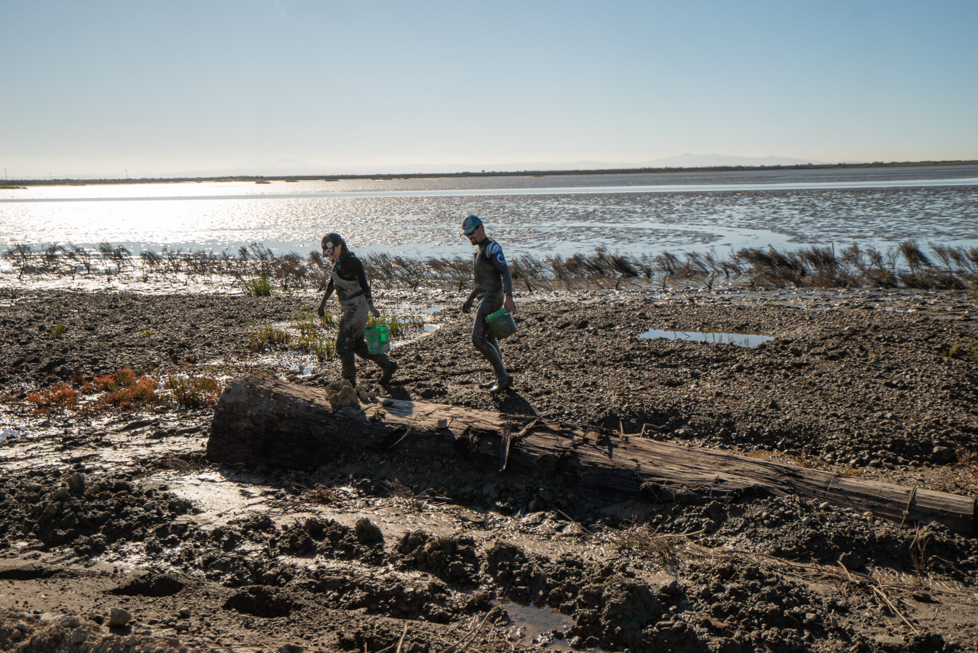 Consultants Steve Pye and Kate Freeman return from installing cordgrass transplants at Sears Point as part of an effort to address significant shoreline erosion from wind-wave action. Not every restoration project works out as planned, and monitoring showed the need for adaptive action. To rebuild the shoreline with the help of natural processes and materials, a team led by the Sonoma Land Trust recently anchored large logs shoreward of the bay mud to serve as wave breaks and, more effectively, as wave shadows, among other nature-based interventions. Photo: Corby Hines, Courtesy the Sonoma Land Trust.