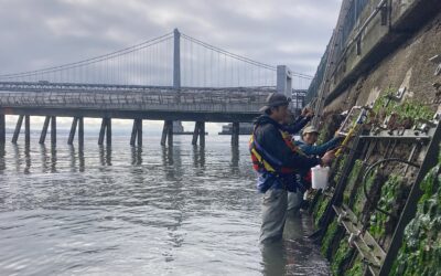 Who’s on First at the SF Seawall?