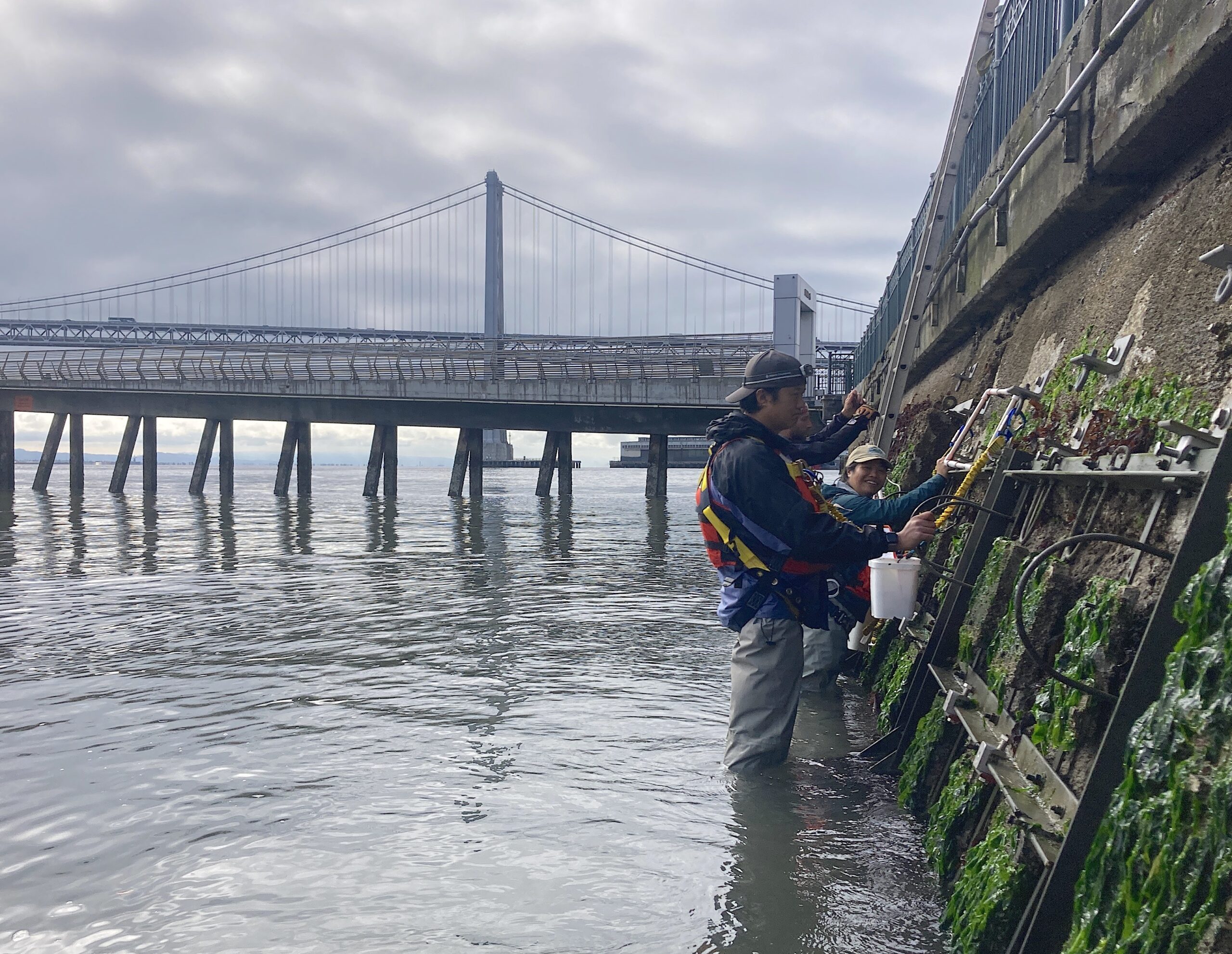 Ecologist Andrew Chang and biological tech Jessika De Jesus sample new seawall tiles this August. Photo: Corryn Knapp, SERC/SFSU.