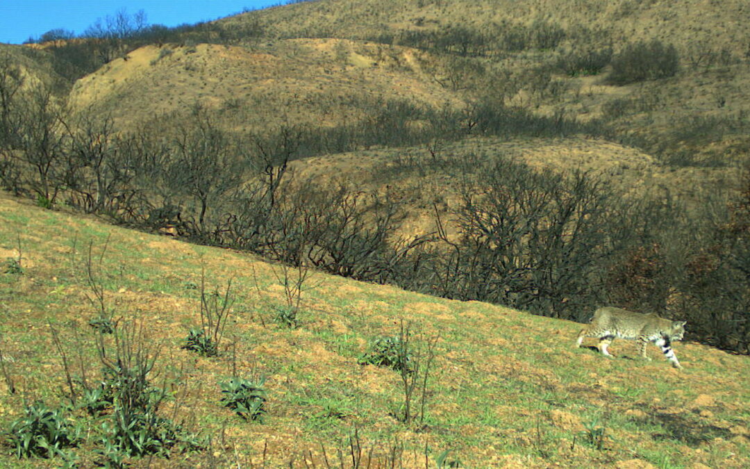 Wildlife Rolls With Wildfire