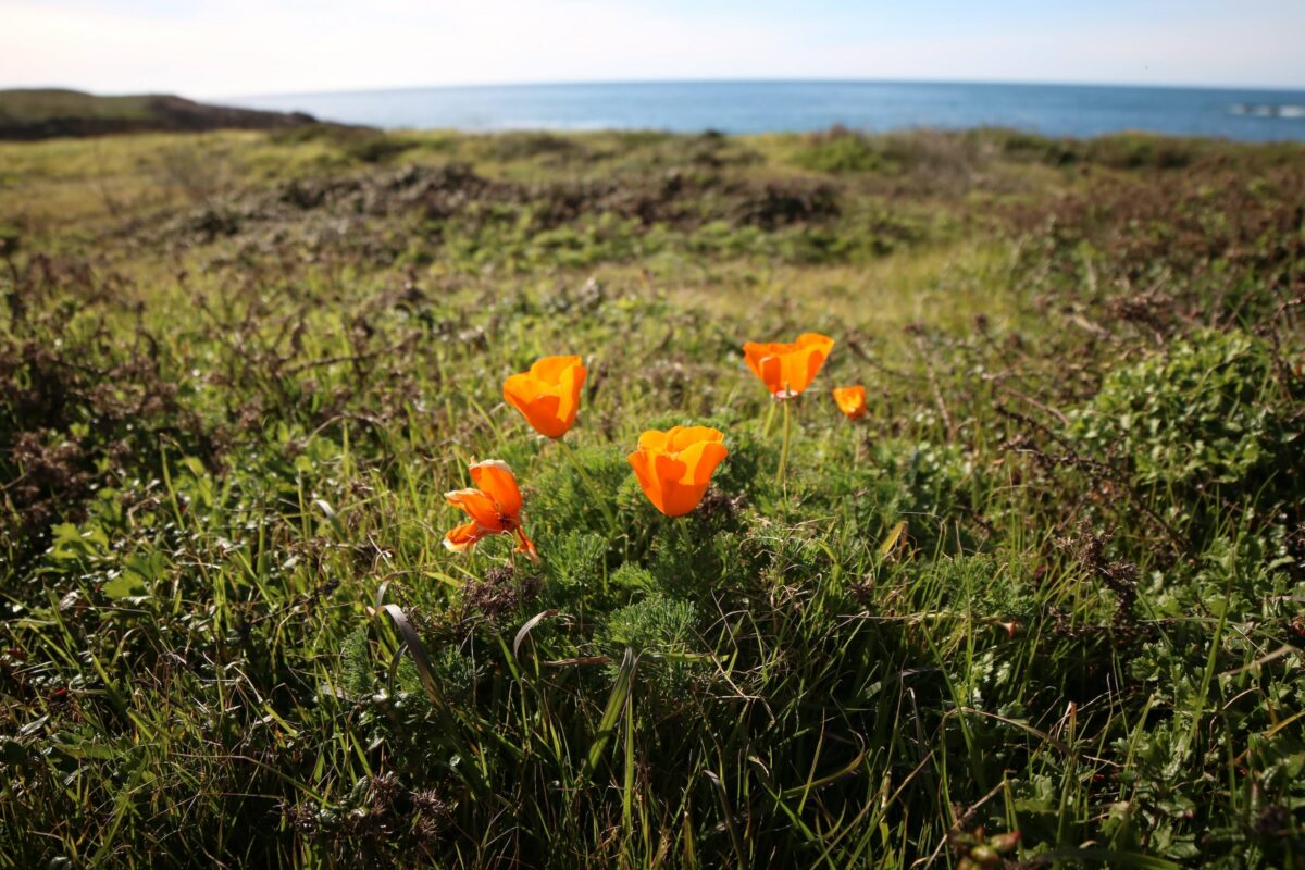 poppy photo...Photo by Philip Wahl on Unsplash