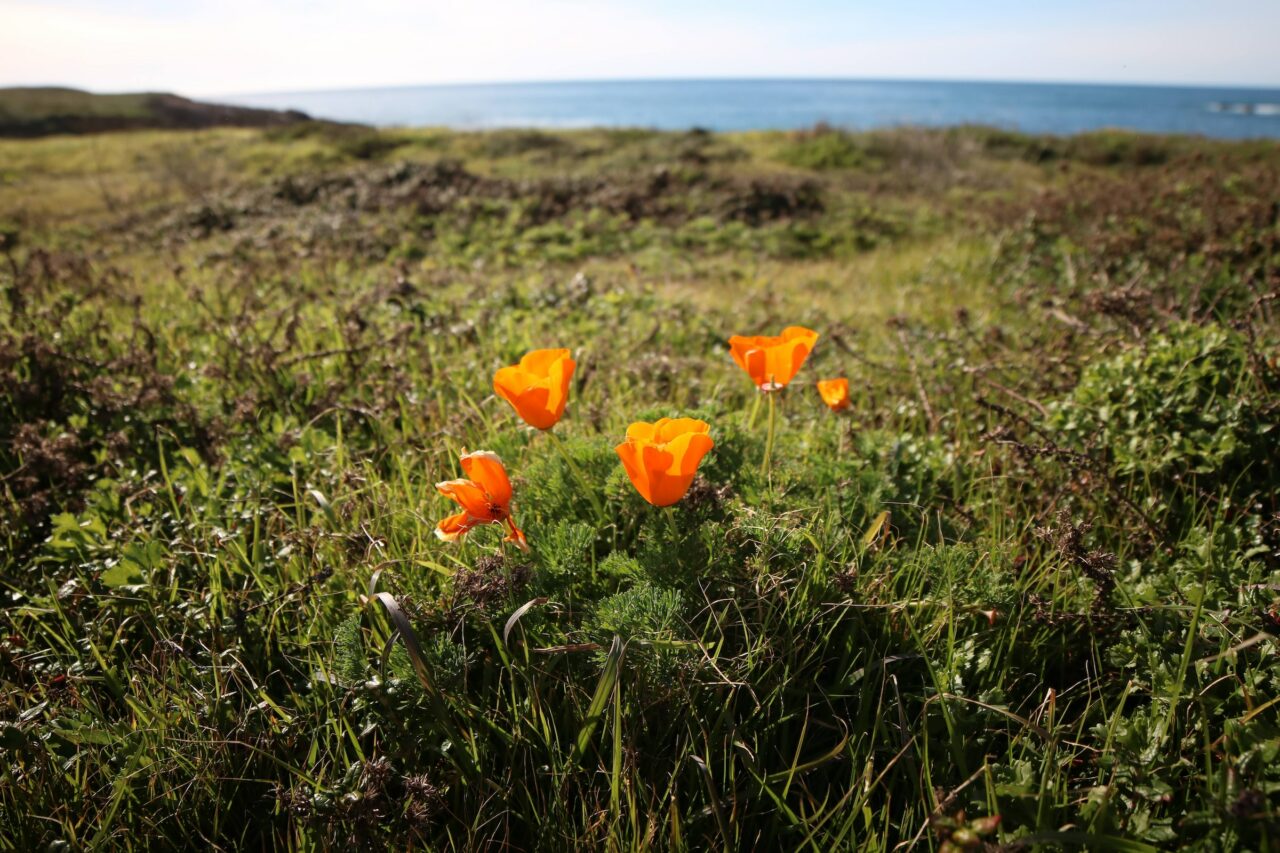 poppy photo...Photo by Philip Wahl on Unsplash