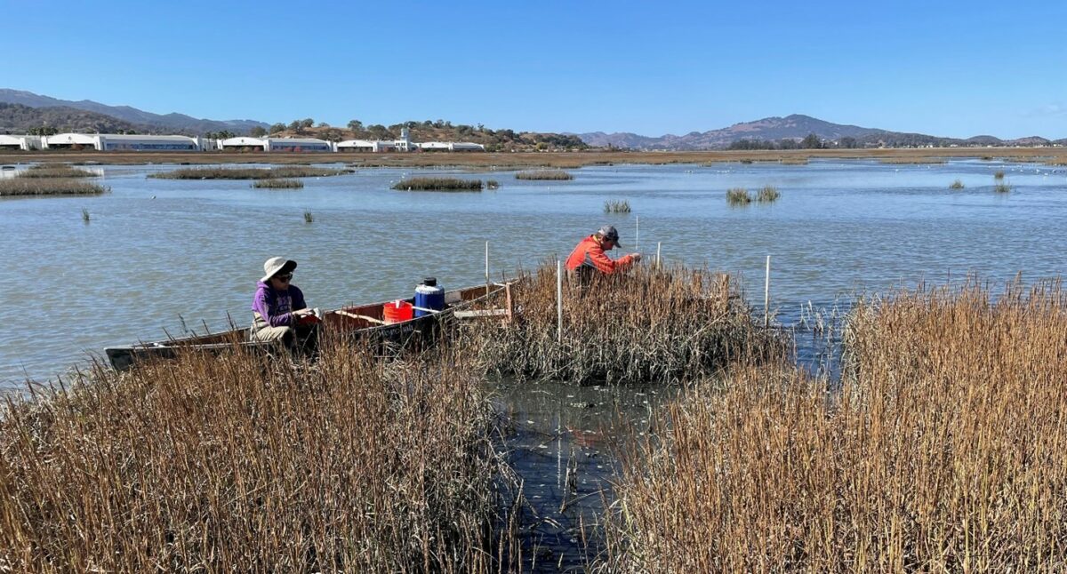 hamilton wetlands