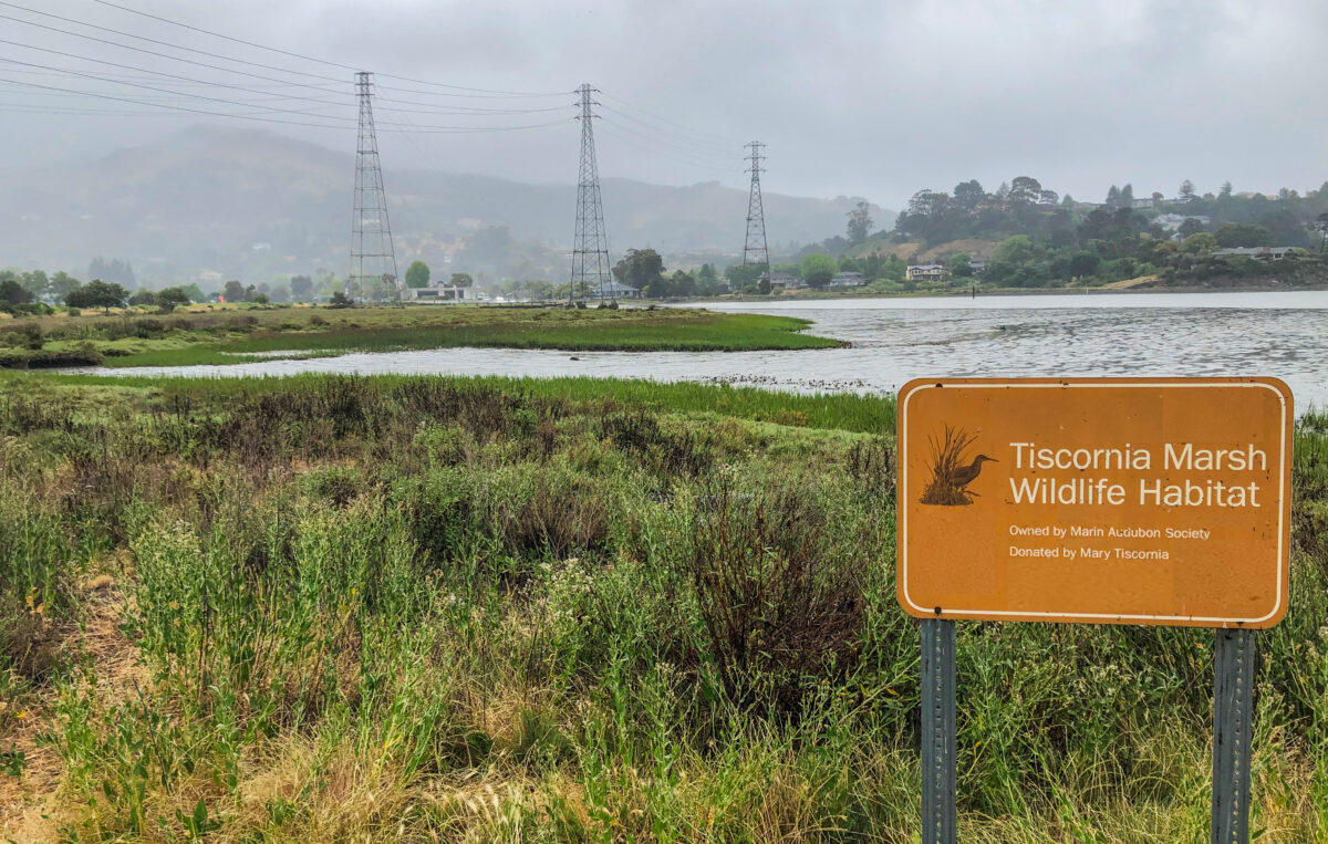 photo of tiscornia marsh in marin