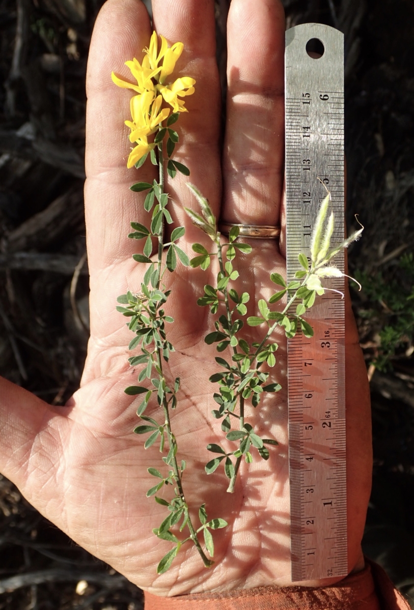 photo of French broom, an invasive plant, by Ron Vanderhoff, from CalFlora