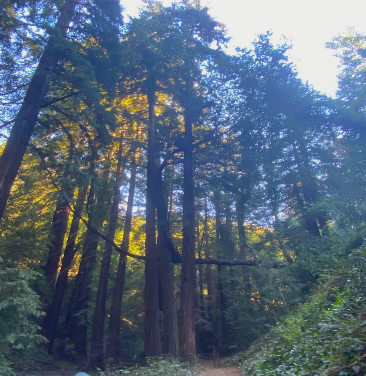 photo of soaring redwood trees