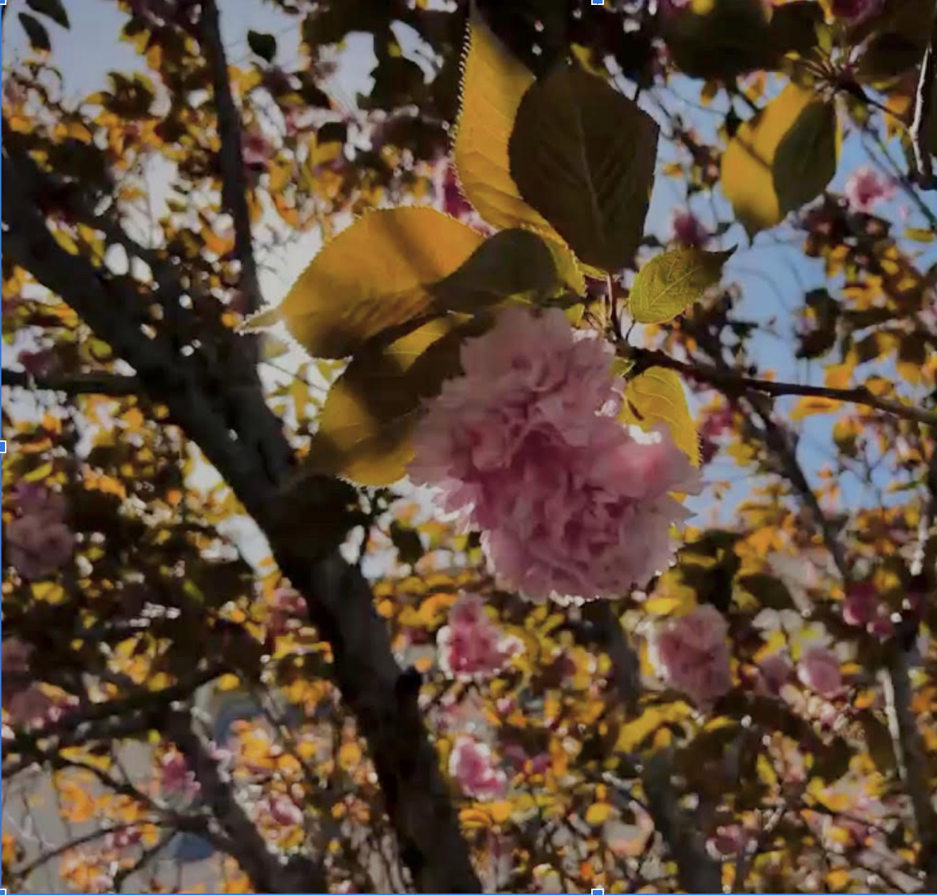 photo of pink blossoms on a tree