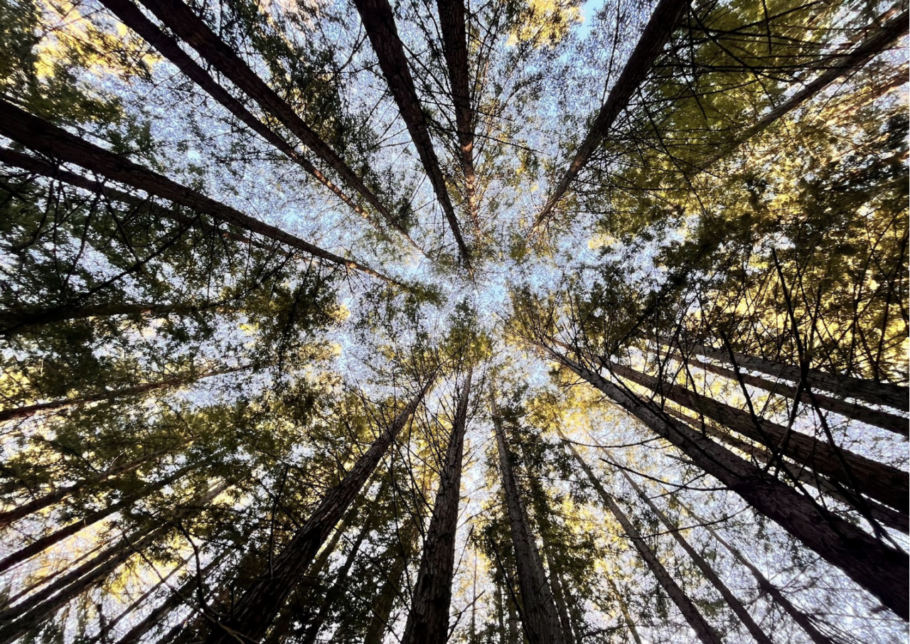 photo of redwood trees by Leilany M.