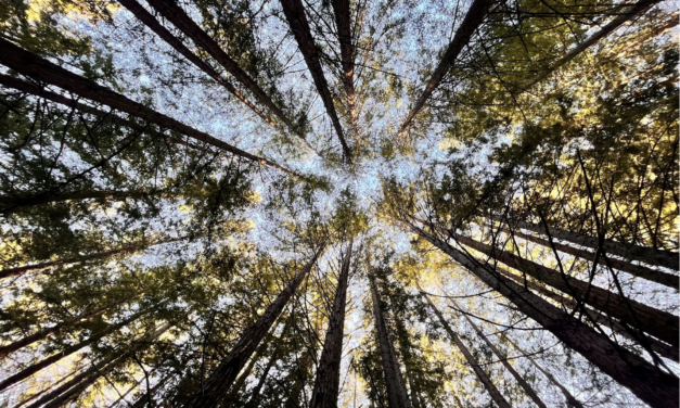 The Beauty Behind Reinhardt Redwood Park