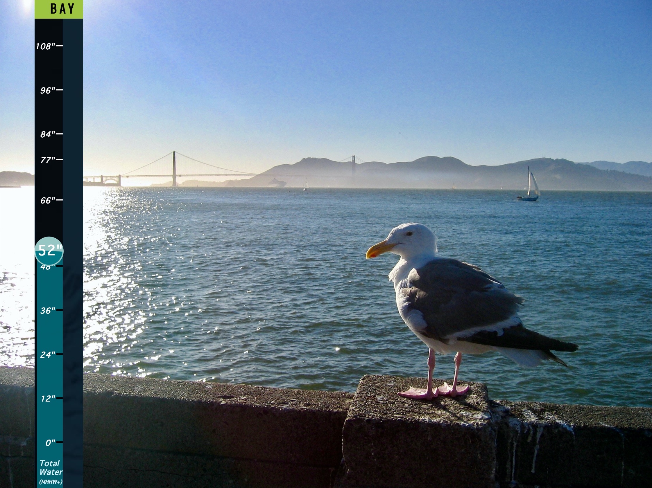 Seagull on SF Bay seawall photo by Michelangelo80.