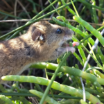 Marsh Mice Come in Two Flavors