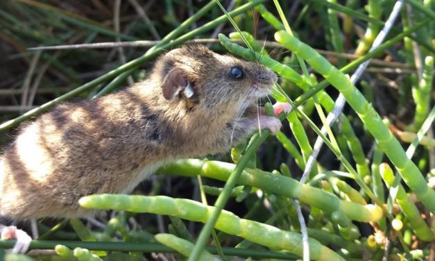 Marsh Mice Come in Two Flavors