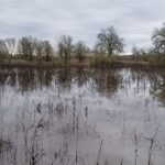 A Landscape Made to Flood in Sonoma