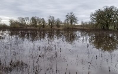 A Landscape Made to Flood in Sonoma