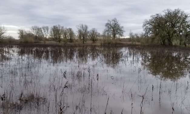 A Landscape Made to Flood in Sonoma