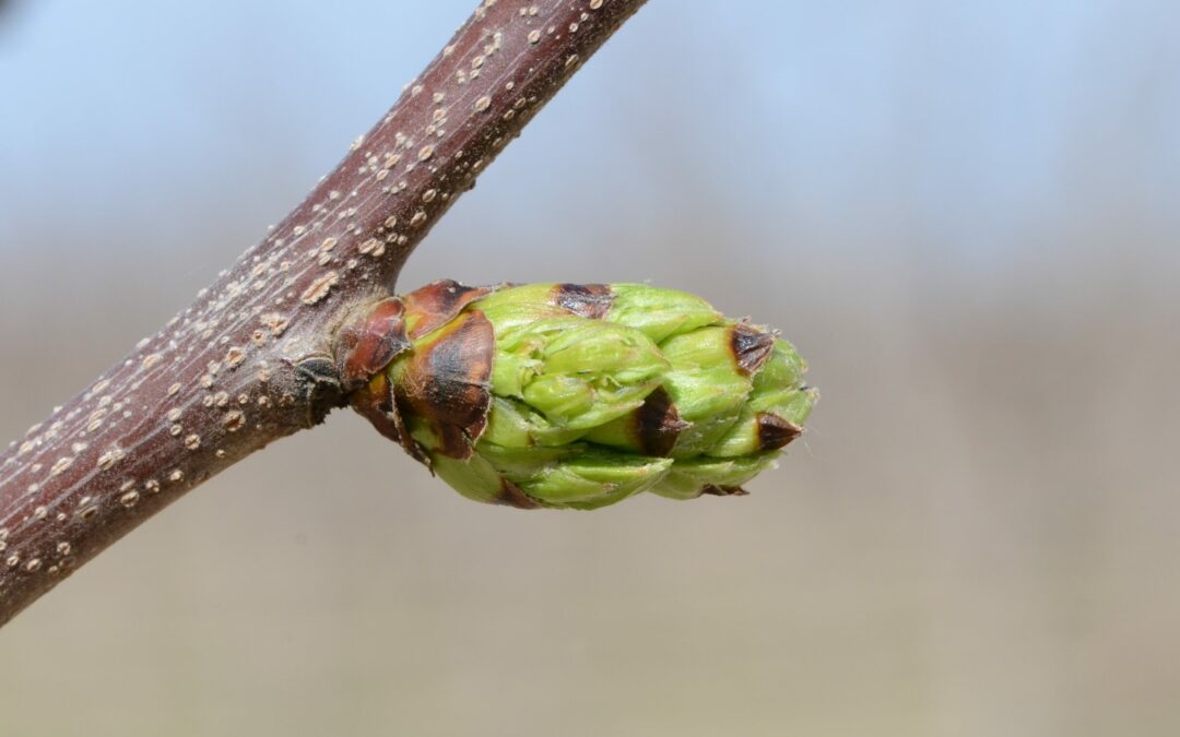 Orchards Not So Chill with Warmer Winters