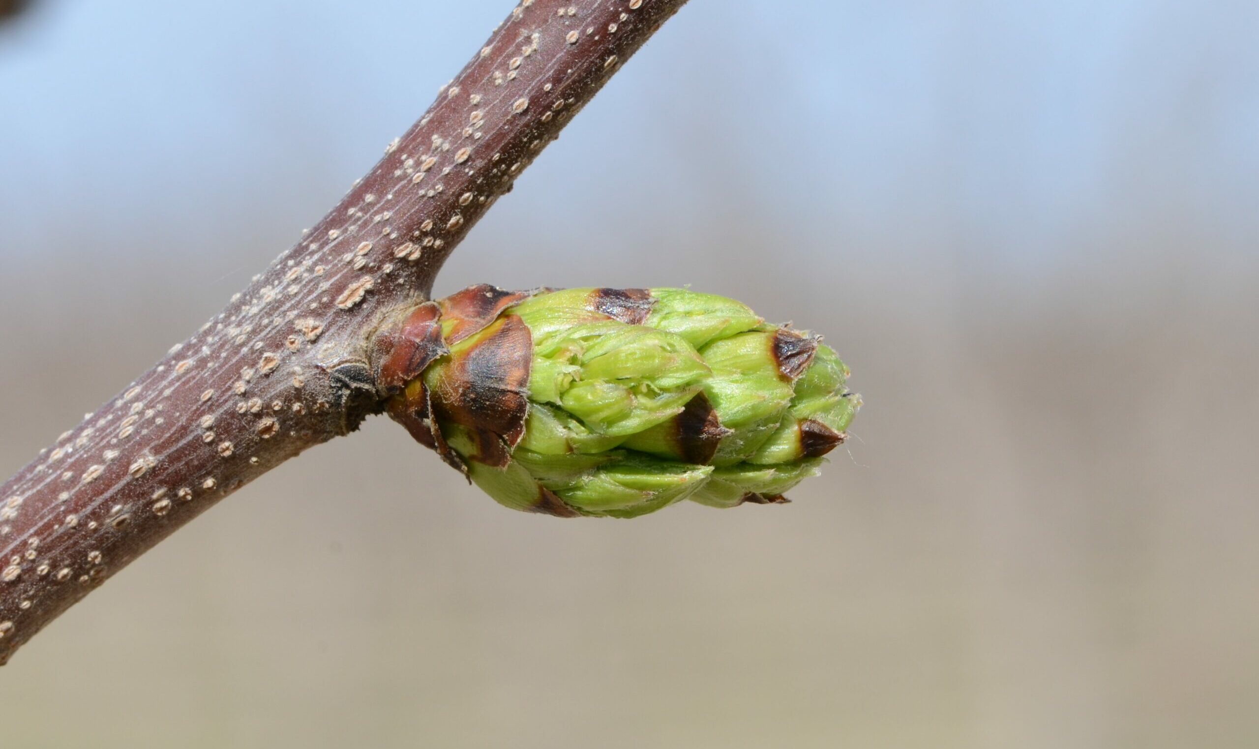 pistachio flower