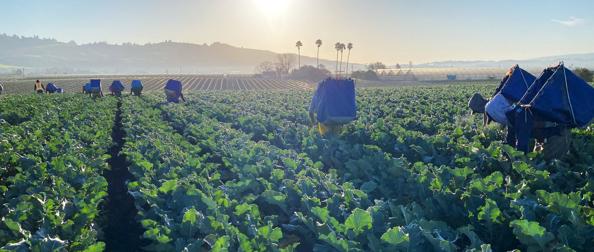 Farmfield in Pajaro courtesy Lakeside Organic Gardens.