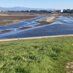 Marshes Could Save Bay Area Half a Billion Dollars in Floods 