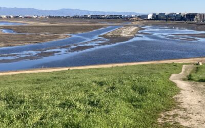 Marshes Could Save Bay Area Half a Billion Dollars in Floods 