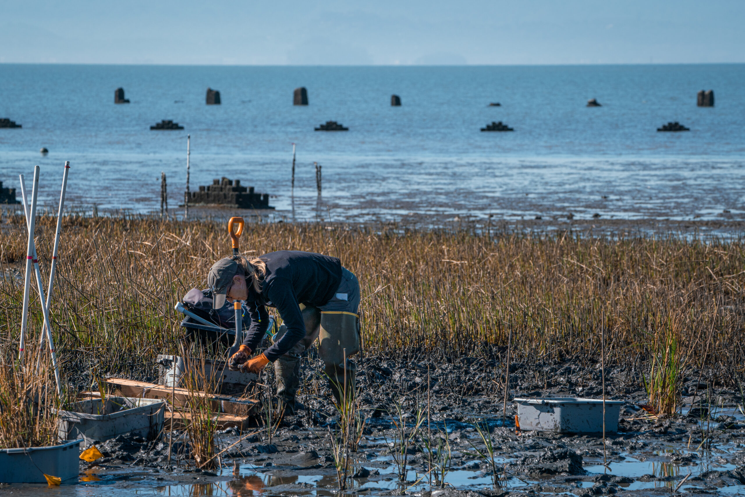 Jeanne Hammond plants cordgrass at Giant Marsh. Photo: Katie Rodriguez