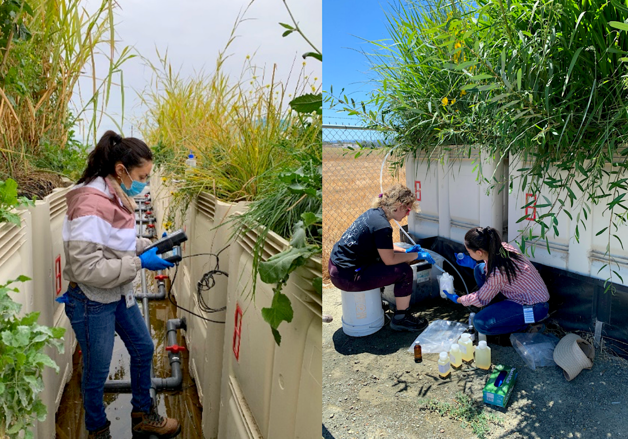 Engineered wetlands experiment. Photos: Valley Water