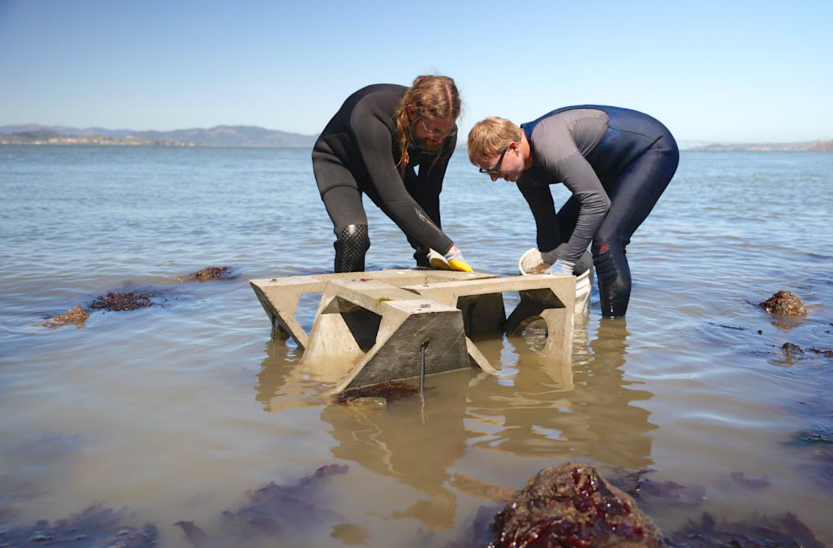 modular oyster reefs photo by Packard Jennings.