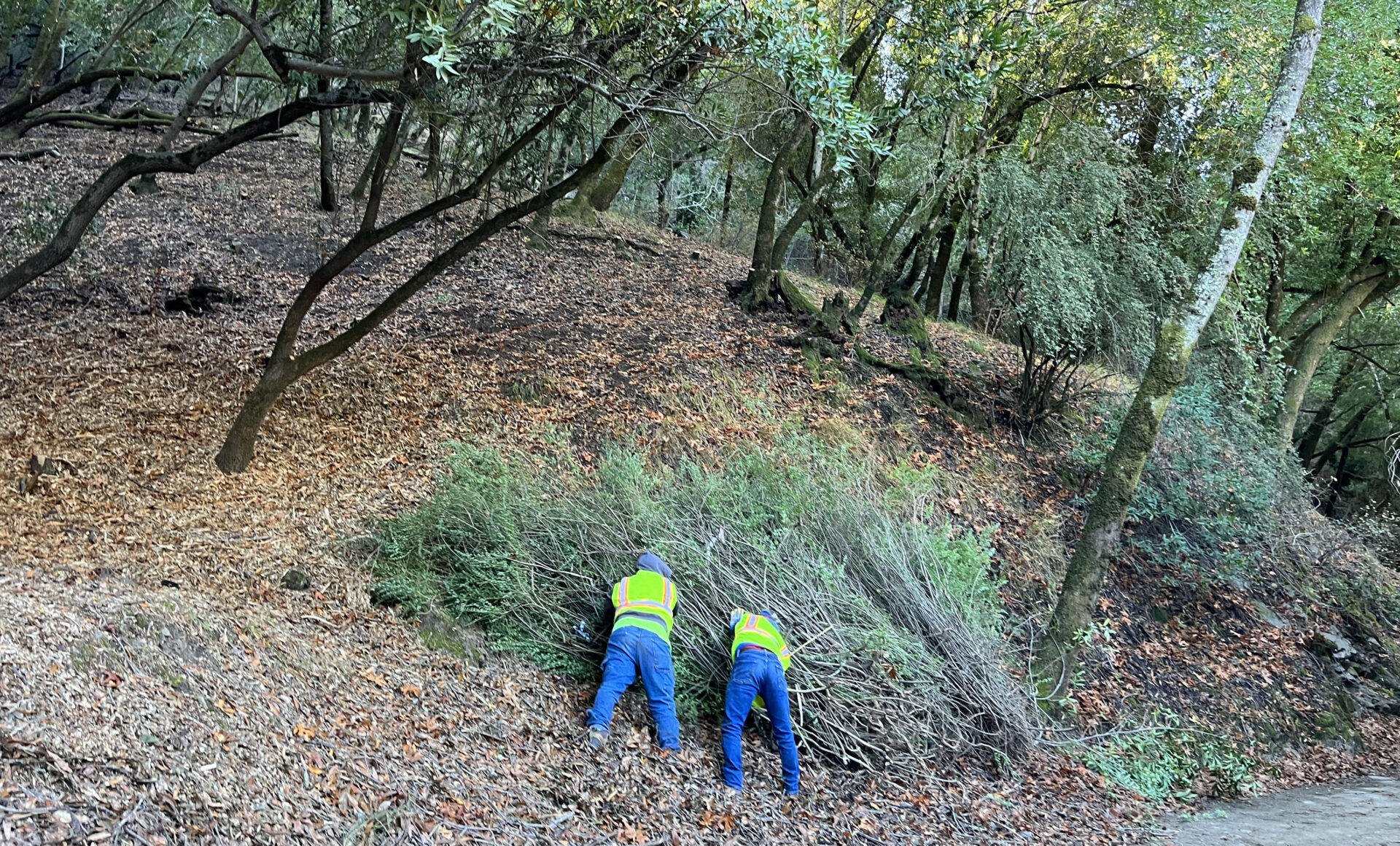 Crews clear a bank. Photo: Marin Wildfire